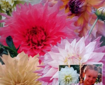 Далия Jumbo (5 корена)